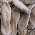 venta caliente Gastrodia elata Blume comida